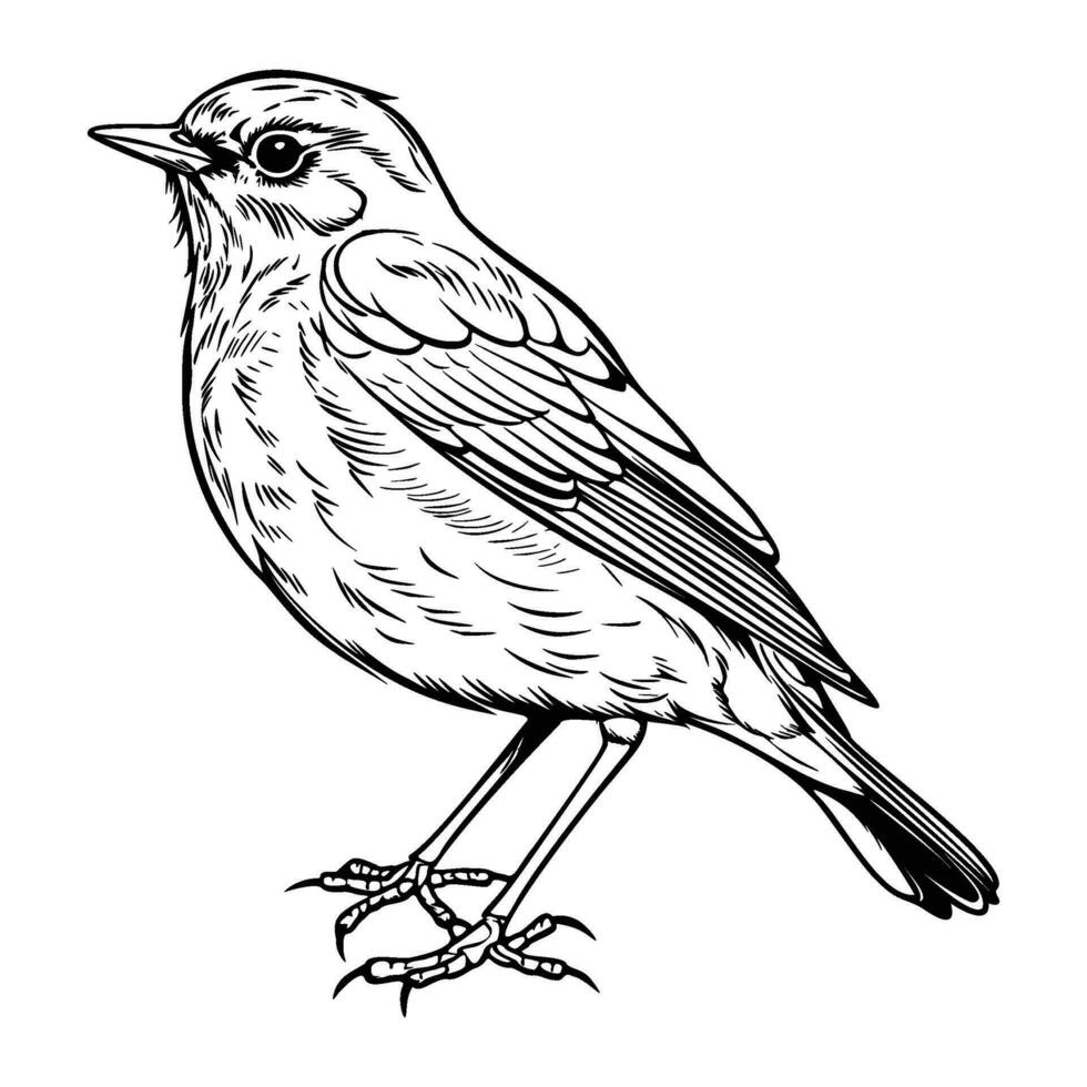 europeu robin silhueta, europeu robin mascote logotipo, europeu robin Preto e branco animal símbolo projeto, pássaro ícone. vetor