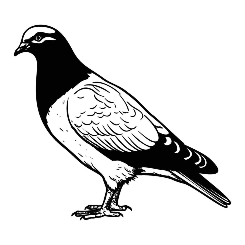 pombos silhueta, pombos mascote logotipo, pombos Preto e branco animal símbolo projeto, pássaro ícone. vetor