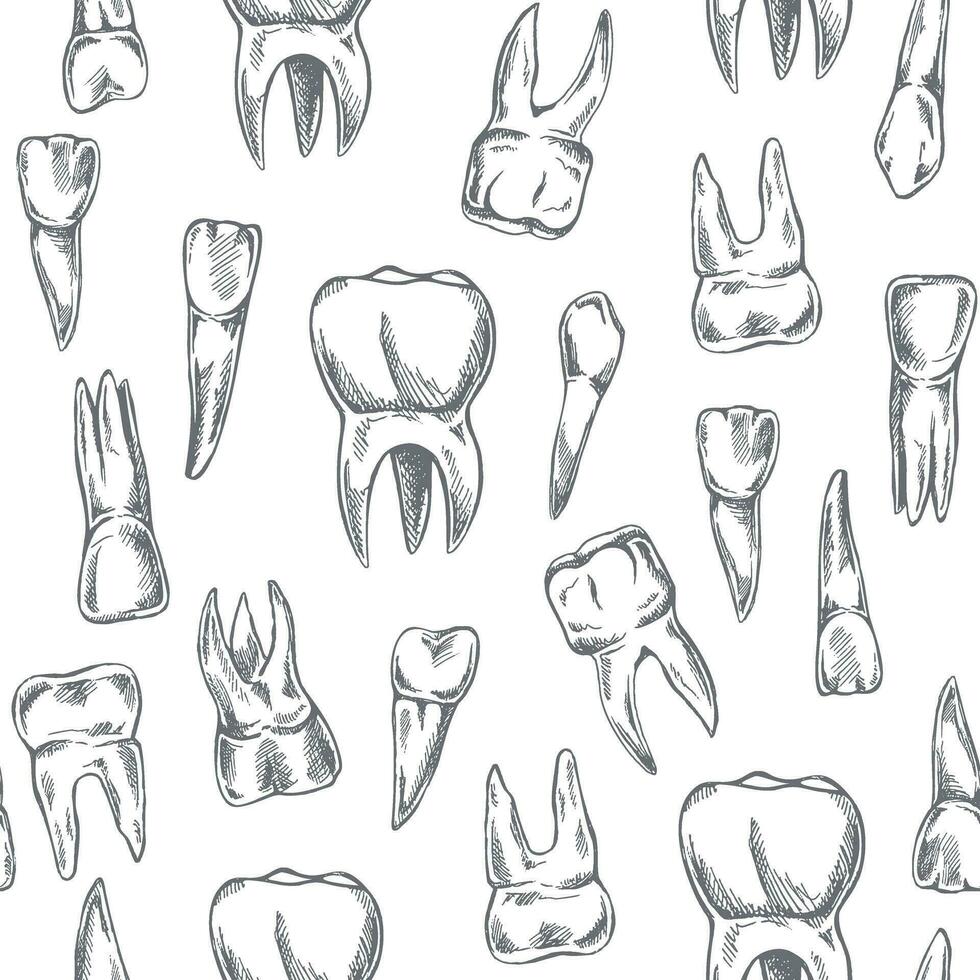 desenhado à mão vetor desatado padronizar do dentes. dentes esboço. diferente tipos do humano dente. dental Cuidado.