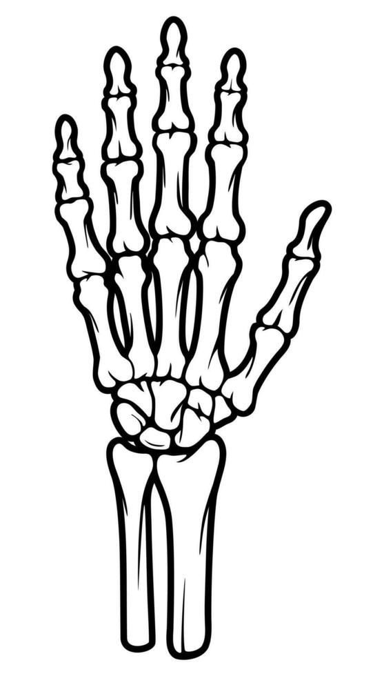 esqueleto osso mão ilustrações vetor