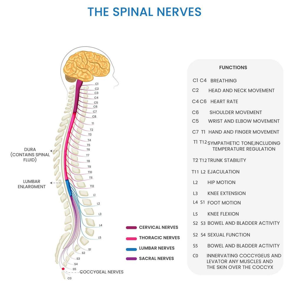 espinhal nervos conectar espinhal cordão para corpo, possibilitando sensorial e motor funções vetor