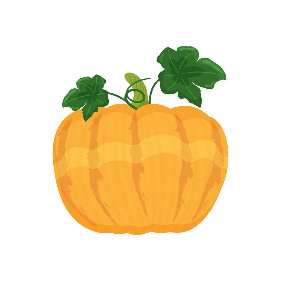 amarelo laranja abóbora com folhas e fotos, outono vegetal colheita, vetor ilustração em uma branco fundo isolar.