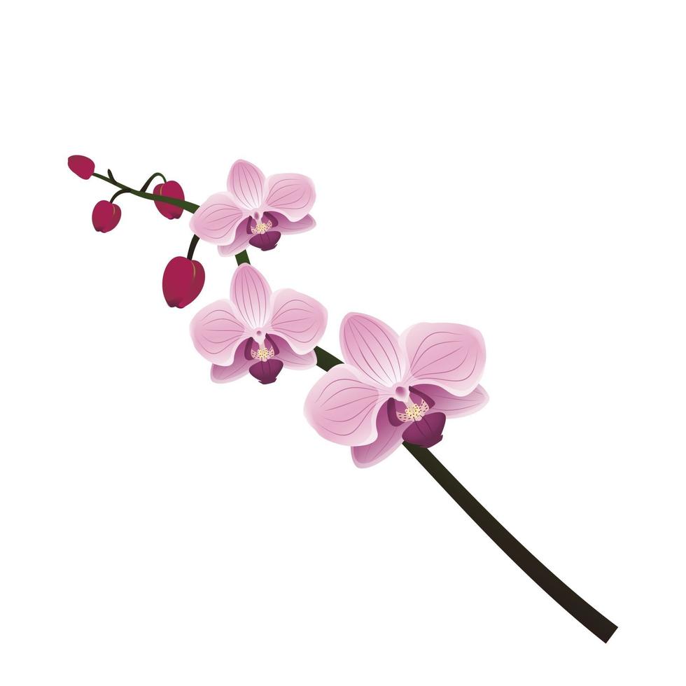 lindo ramo de orquídea. Primavera rosa florescendo composição com botões. decorações festivas para casamento, feriado, cartão postal, pôster vetor