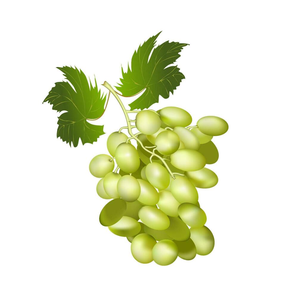 uvas realista composição com verde e maduro uvas isolado vetor