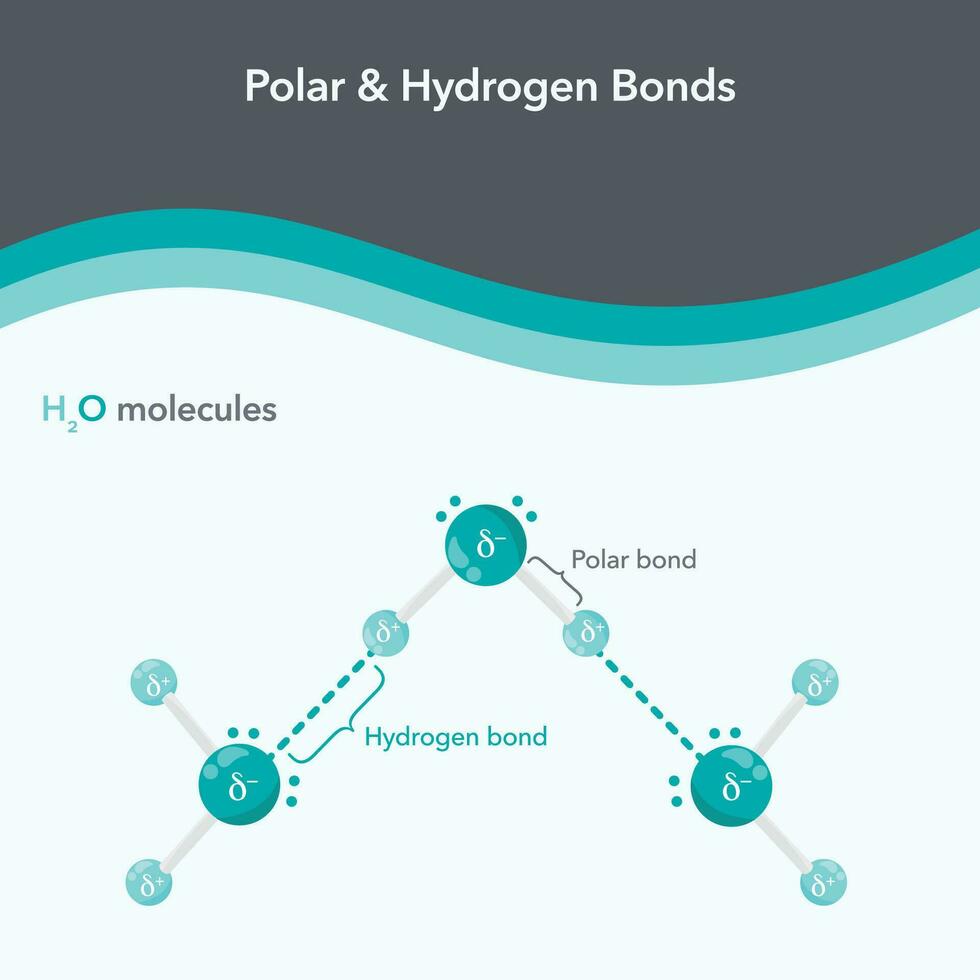 polar e hidrogênio títulos química vetor ilustração diagrama