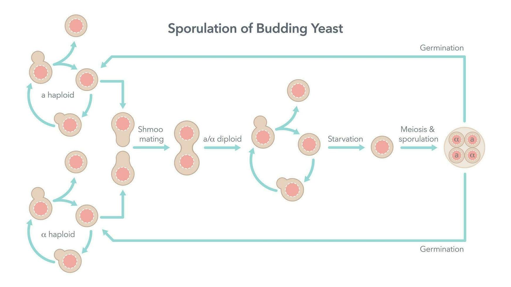 esporulação e vida ciclo do brotamento fermento biologia vetor ilustração diagrama