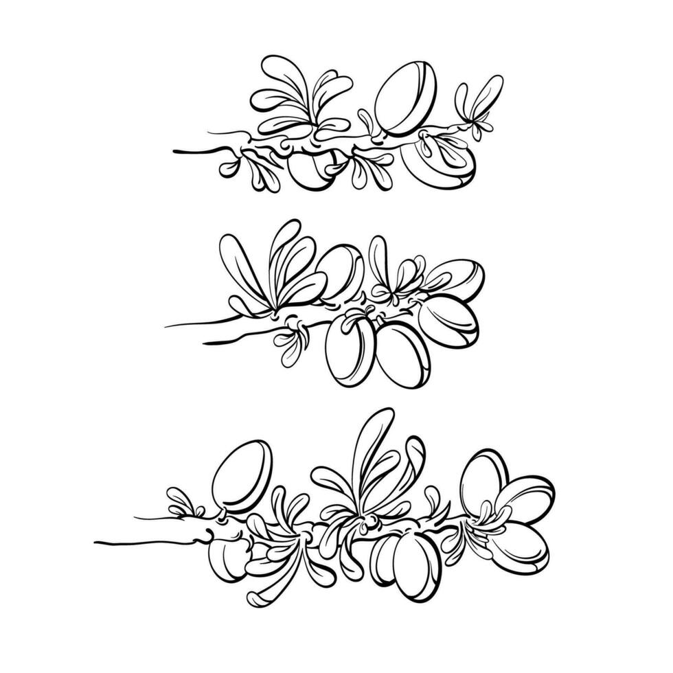 argania árvore definir. vetor gráfico mão desenhado ramo