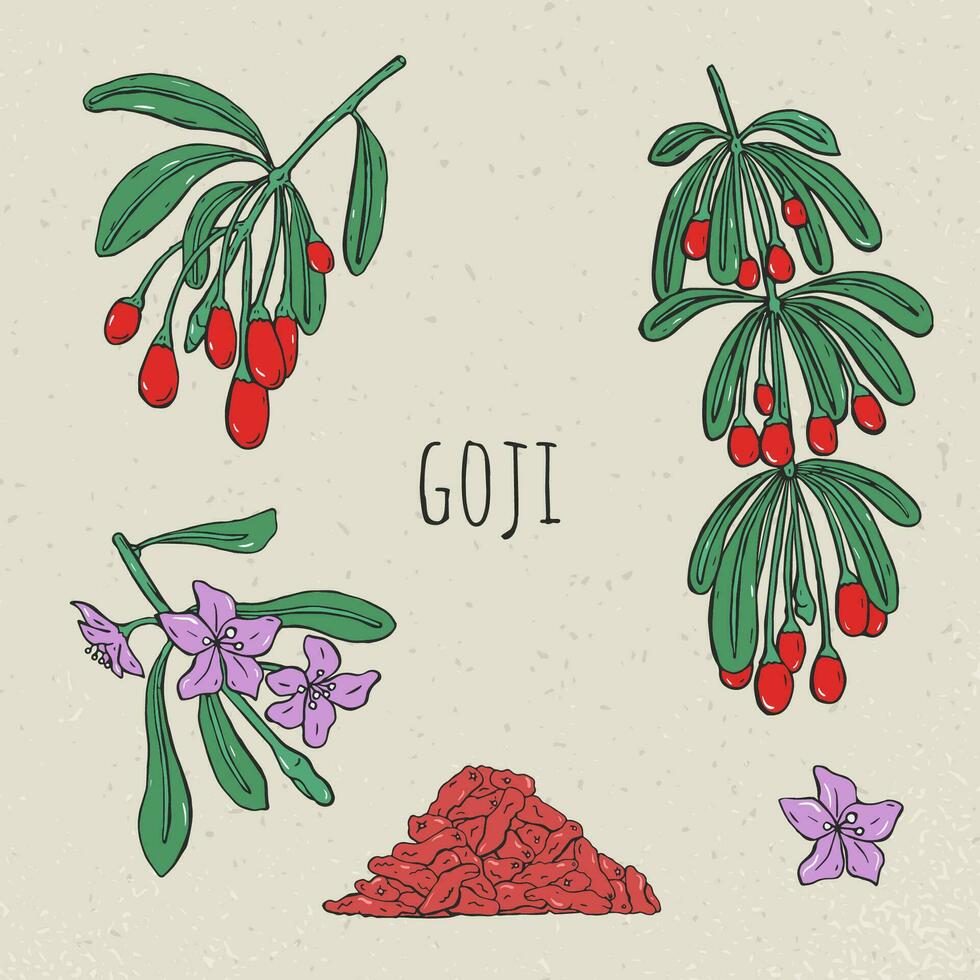 goji em uma ramo mão desenhado definir. coleção florescendo, seco baga. vetor esboço isolado colorida vintage ilustração.