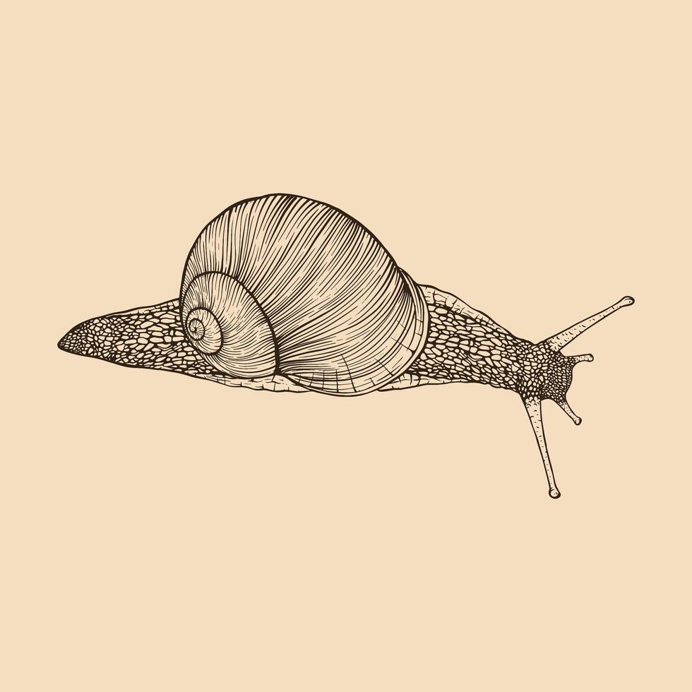 Caracol mão retirou. vintage linha gravação estilo. vetor ilustração