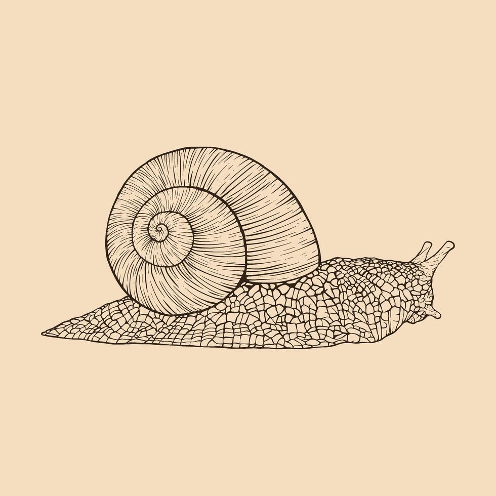 Caracol mão retirou. vintage linha gravação estilo. vetor ilustração