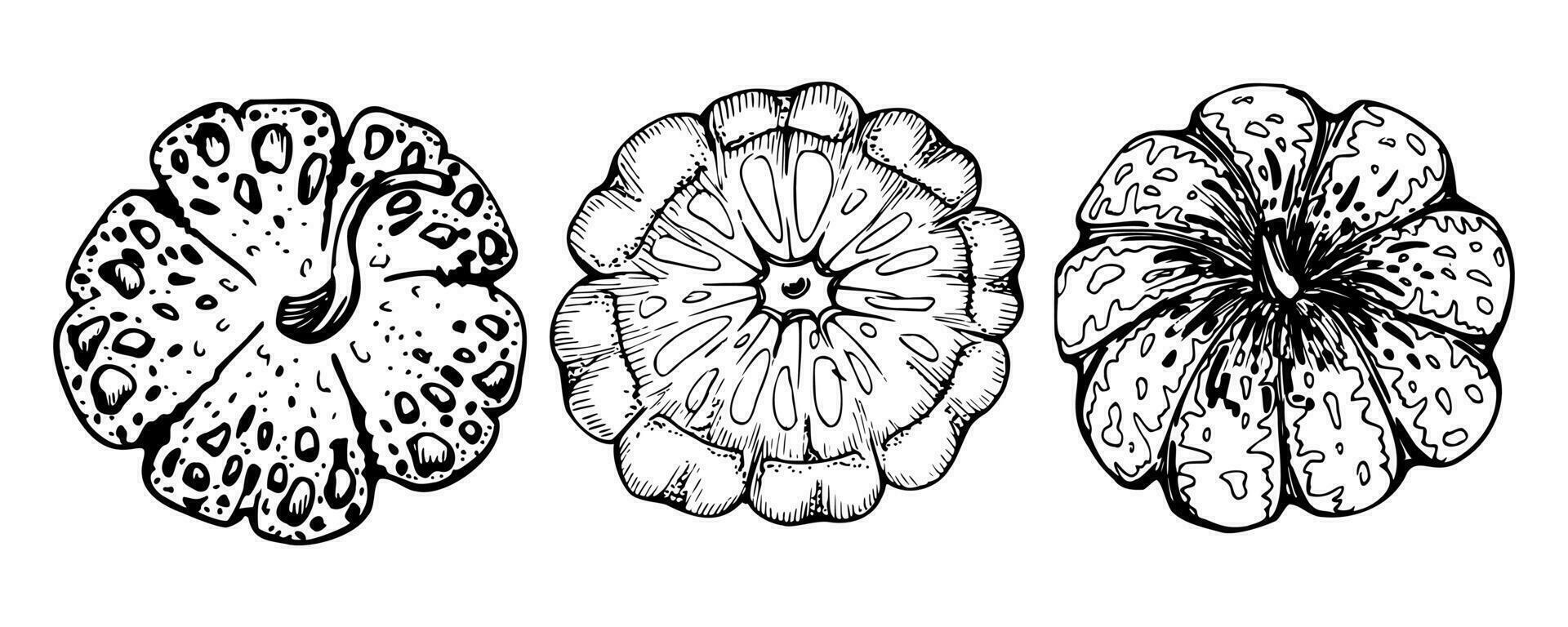 mão desenhado tinta vetor abóbora cabaça abóbora. esboço ilustração arte para Ação de graças, dia das Bruxas, colheita, agricultura. isolado objeto, contorno. Projeto para restaurante cardápio imprimir, cafeteria, local na rede Internet, convite