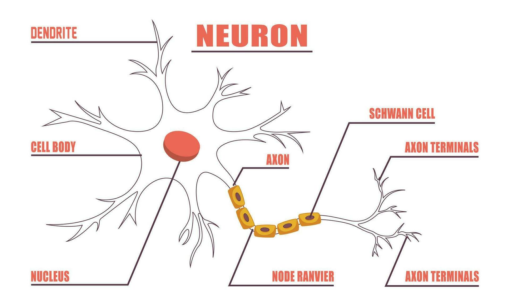 neurônio anatomia do humano célula linha arte vetor e ilustração Projeto. neurônio anatomia e humano célula linha arte Projeto e criativo crianças.