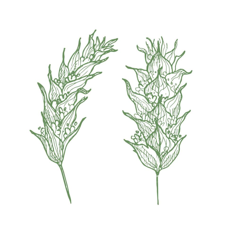 siderite montanha chá desenhando em isolado fundo. siderite montana plantar mão retirou, saudável bebida, plantar para cosméticos, essencial óleo, tempero. Projeto elemento para rótulo, imprimir, logotipo, modelo vetor