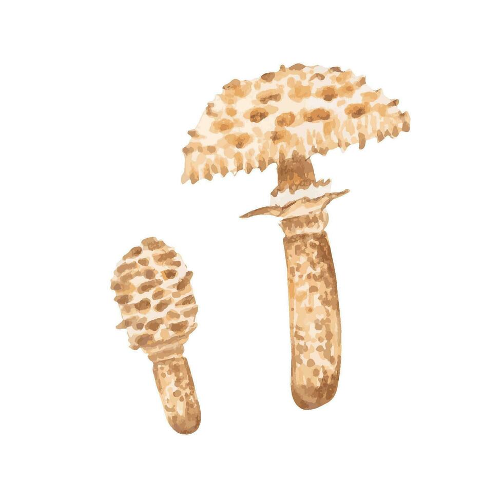 cogumelo ilustração. macrolepiota procera.big e pequeno guarda-chuva cogumelo.natural Comida para uma saudável dieta.mão desenhado ilustração. vetor