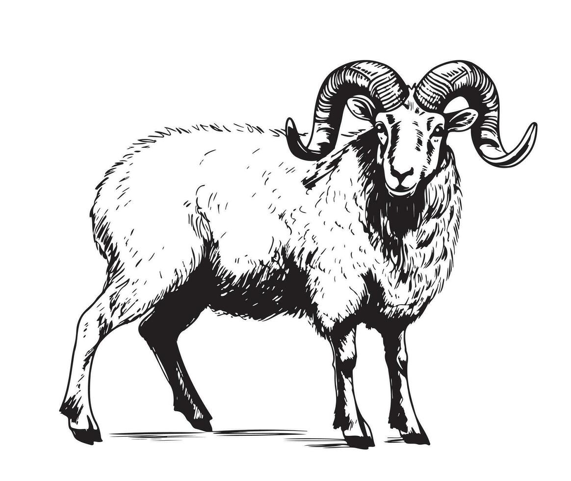 RAM ovelha mão desenhado esboço vetor