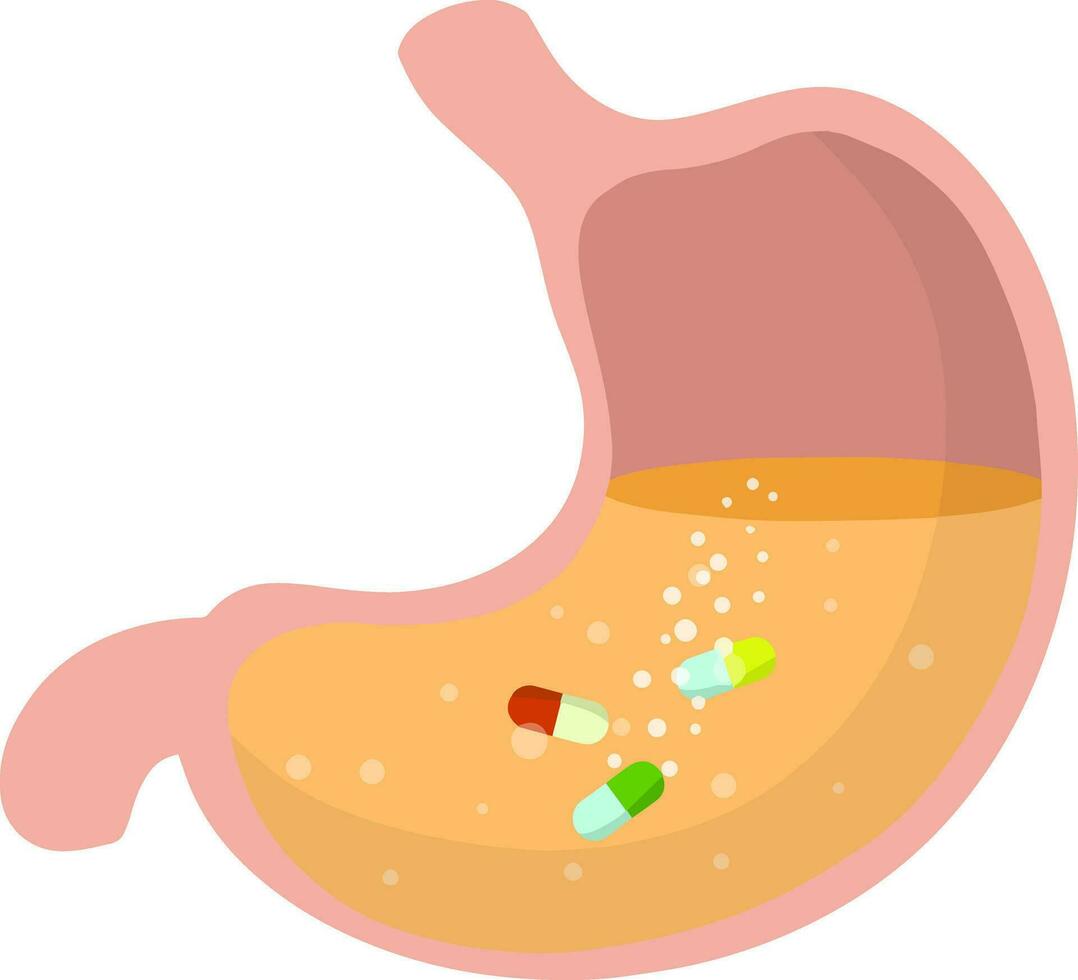 estômago e pílula. droga dissolvente. doença do órgão interno humano. ilustração plana dos desenhos animados. tomando remédios. cuidados médicos. dor na barriga. cápsula e digestão. aplicação de preparação oral vetor