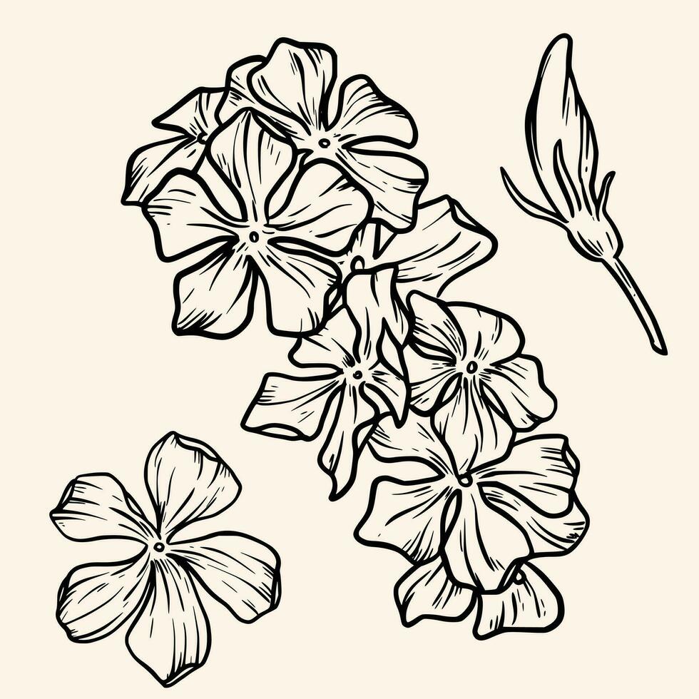 pervinca flor decoração linha arte mão desenhado vetor