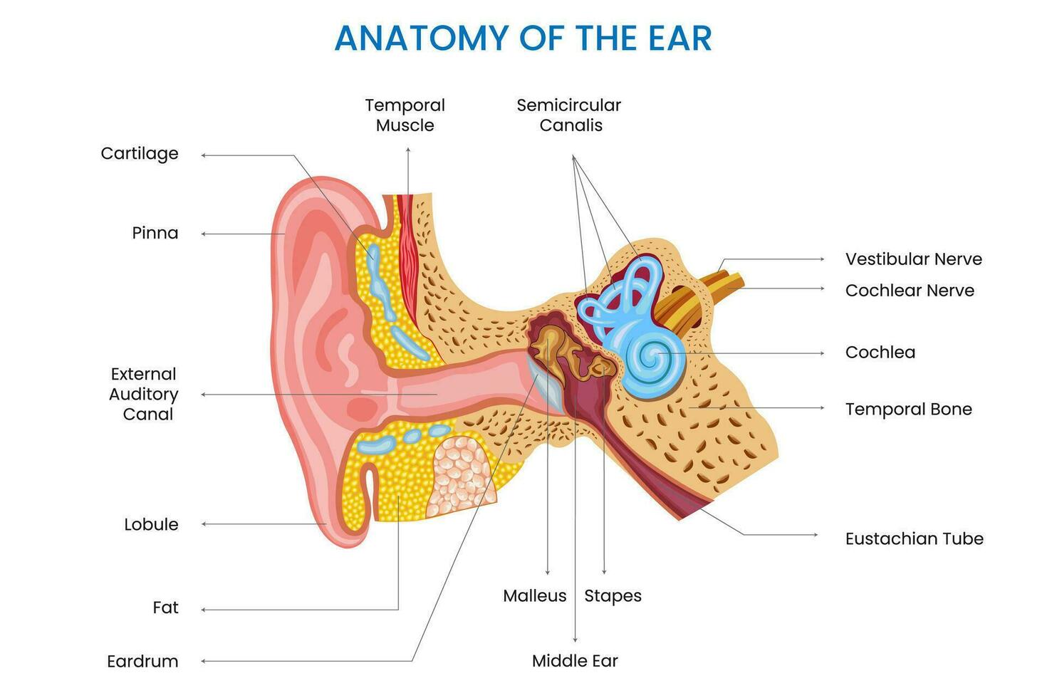 anatomia do a orelha inclui a exterior, meio, e interior orelha que estão responsável para audição e Saldo vetor