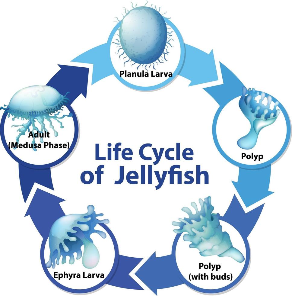 diagrama mostrando o ciclo de vida de medusas vetor