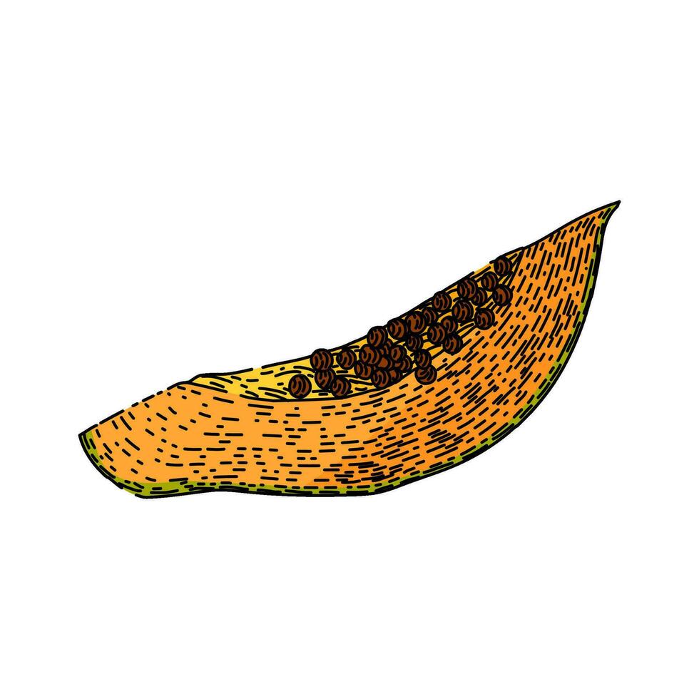 tropical mamão fruta esboço mão desenhado vetor