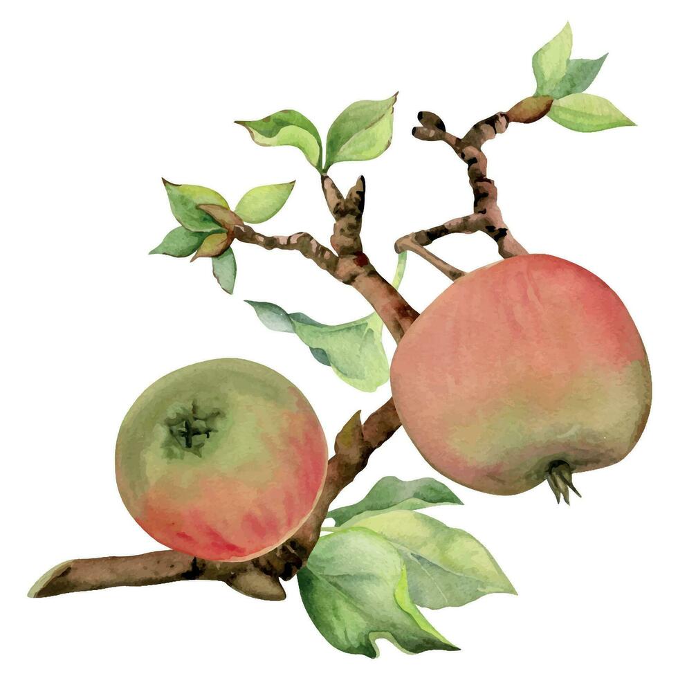mão desenhado aguarela composição com maçã frutas em ramo com folhas, maduro e completo, vermelho e verde. isolado em branco fundo. Projeto para parede arte, casamento, imprimir, tecido, cobrir, cartão. vetor