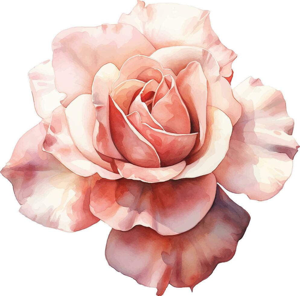 aguarela desenho, Rosa rosa em uma branco fundo. delicado flor, realista ilustração vetor