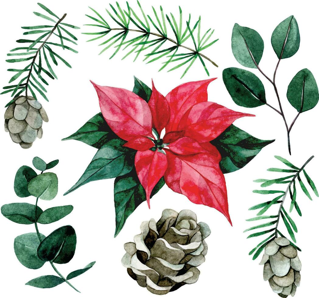 aguarela desenho, conjunto do Natal plantas. poinsétia flor, eucalipto folhas, abeto galhos e cones em uma branco fundo vetor