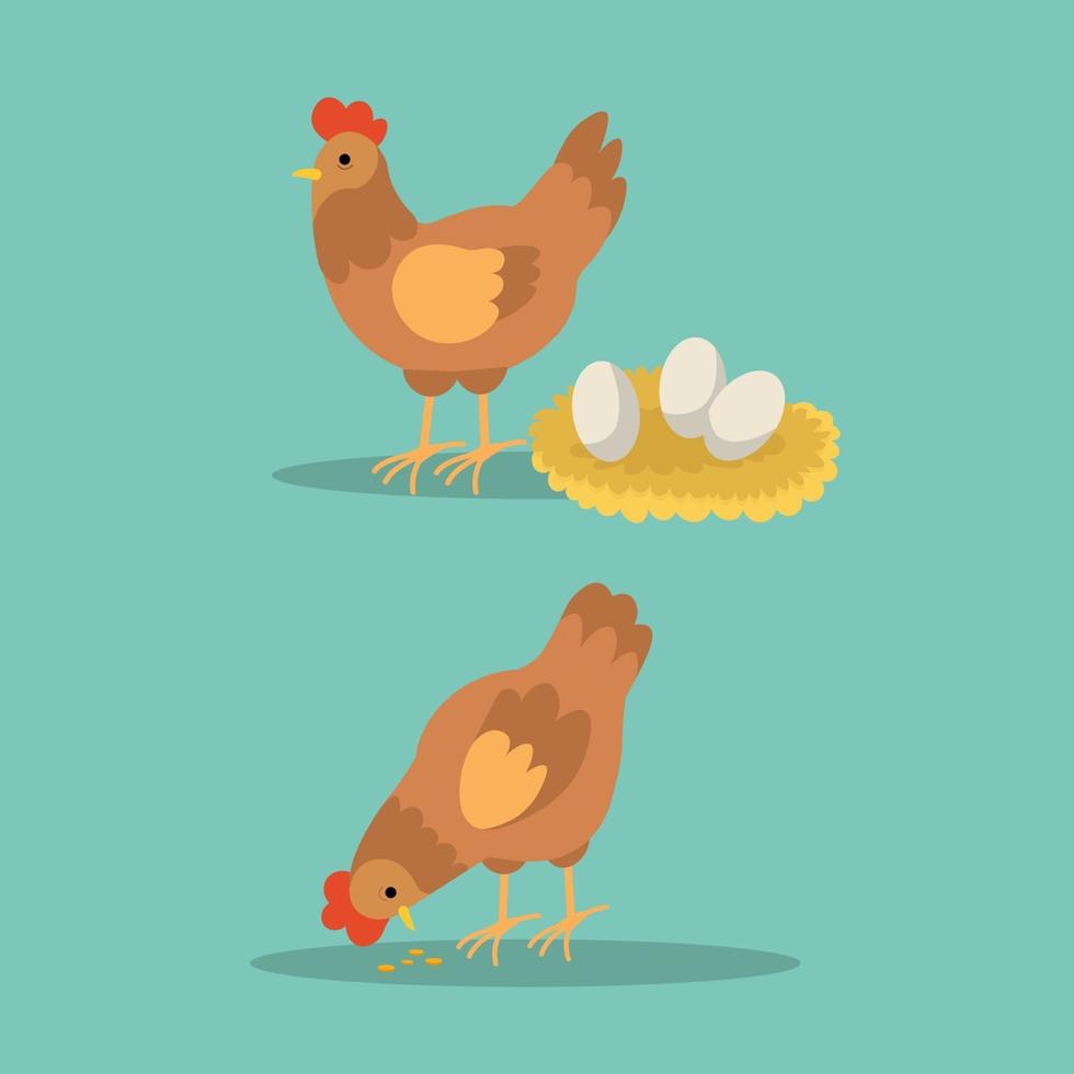 galinha e galo com ovos e comendo arroz cru em fundo azul. Ilustração em vetor personagem galinha pose.