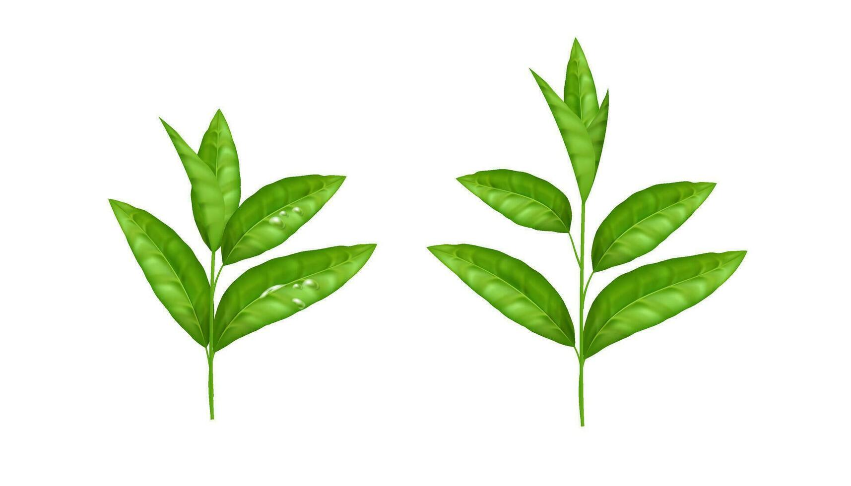 realista verde folha vetor definir. fresco e orgânico ervas elementos isolado em branco. natureza e eco conceito. a natural e orgânico Projeto é perfeito para chá e ervas produtos embalagem
