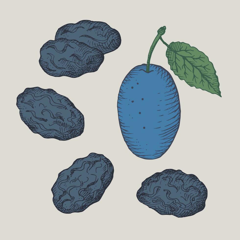 ameixas secas desenhando do seco ameixas fruta.mão desenhado seco frutas, fresco frutas, vetor ilustração em isolado fundo. oriental doces, saudável Comida. para imprimir, rótulo, modelo, logotipo, cartão. mão desenhado