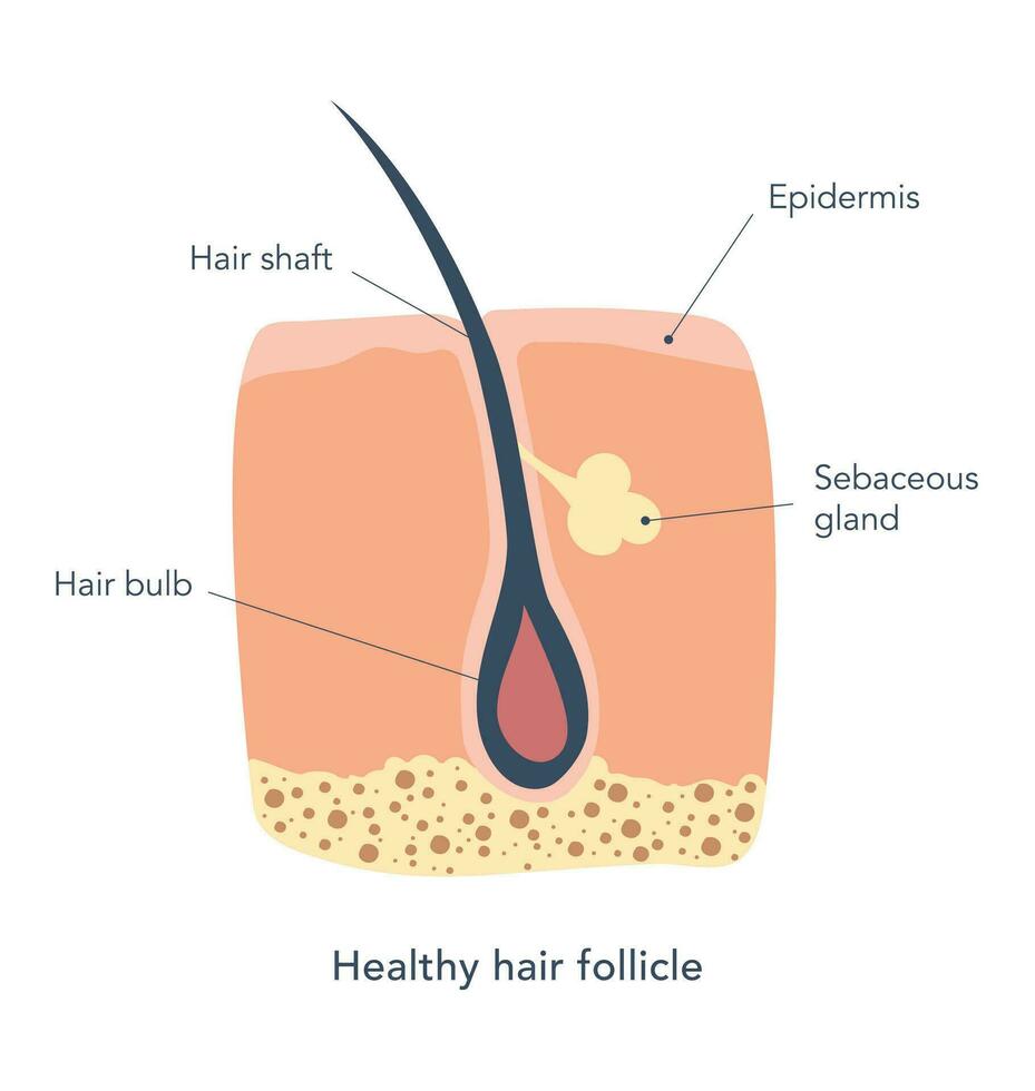 saudável cabelo folículo debaixo microscópio. médico esquema. pele Cuidado. cabelo haste, epiderme, cabelo lâmpada, sebáceo glândula.vetor ilustração vetor