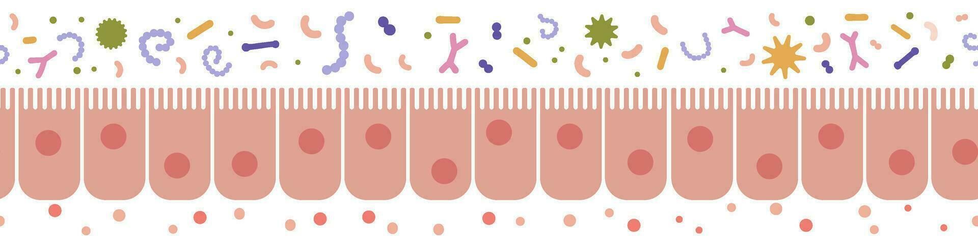 humano intestinal células desatado fronteira. pouco saudável culhões epitelial células padronizar plano vetor ilustração.