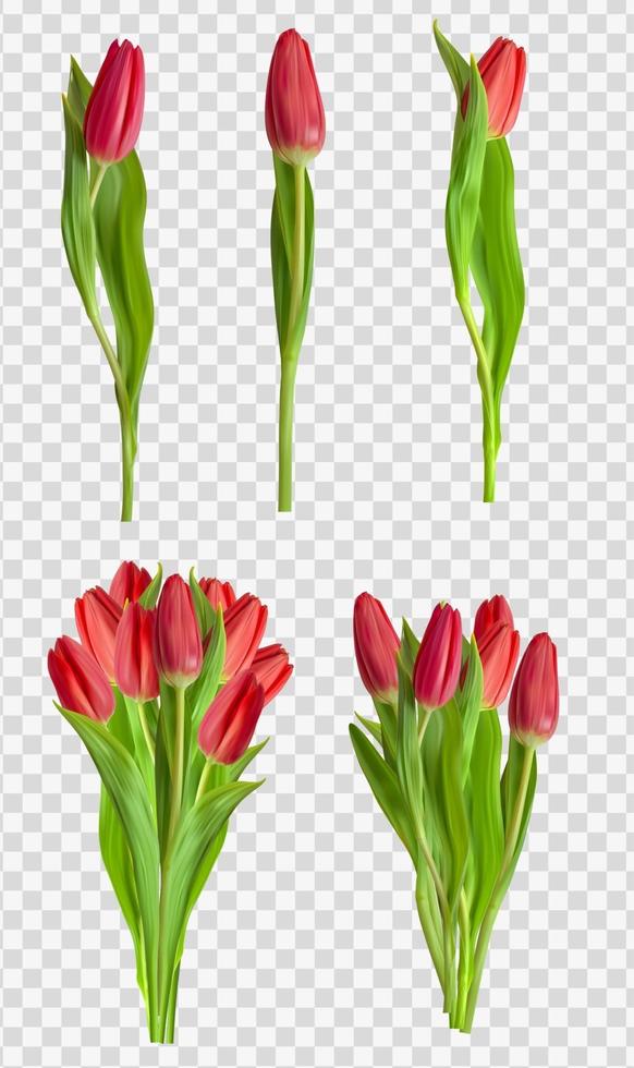 conjunto de flores tulipas vermelhas realistas isolado em fundo transparente. ilustração vetorial vetor