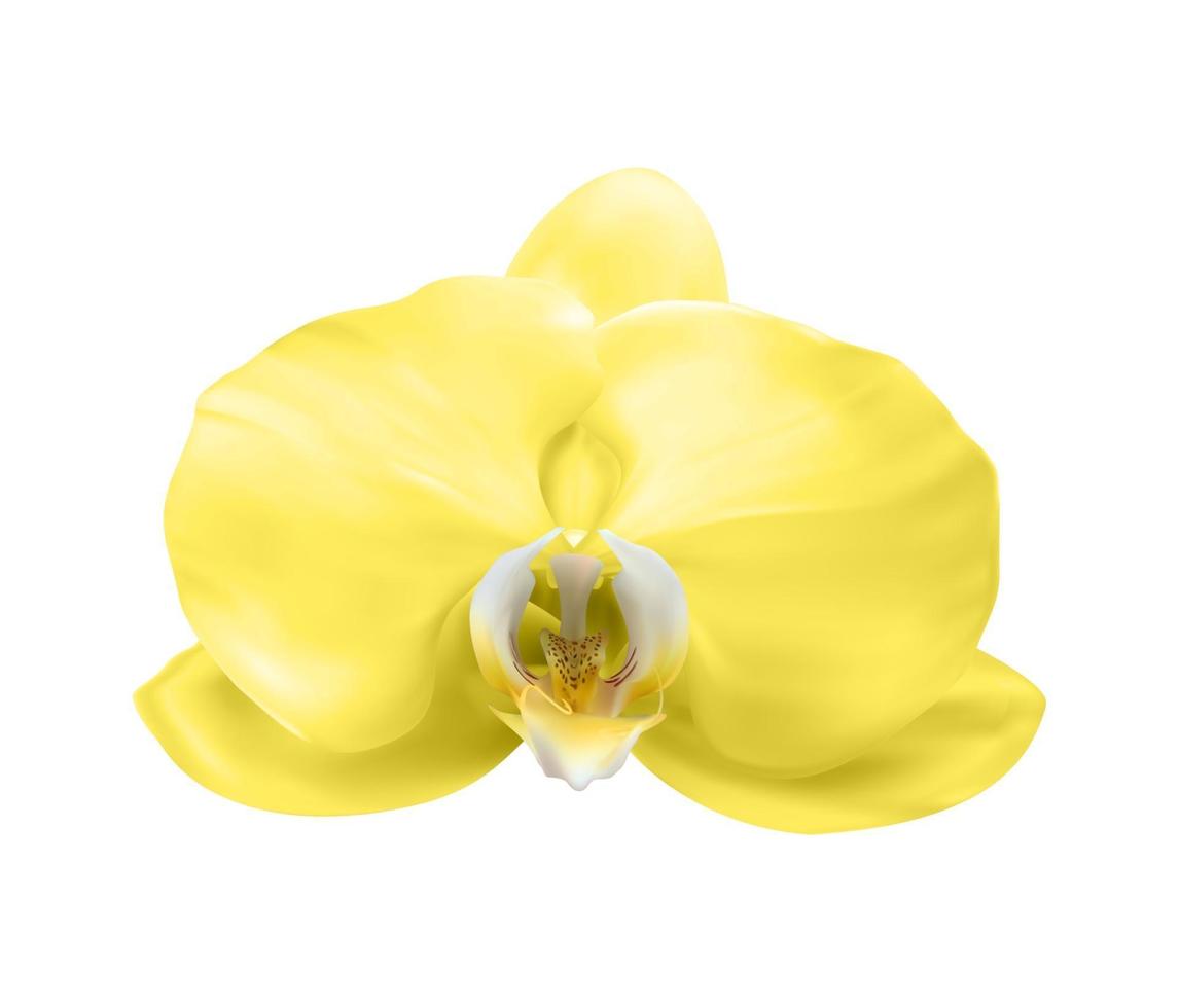 flor de orquídea amarela 3d realista isolada no branco. ilustração vetorial vetor