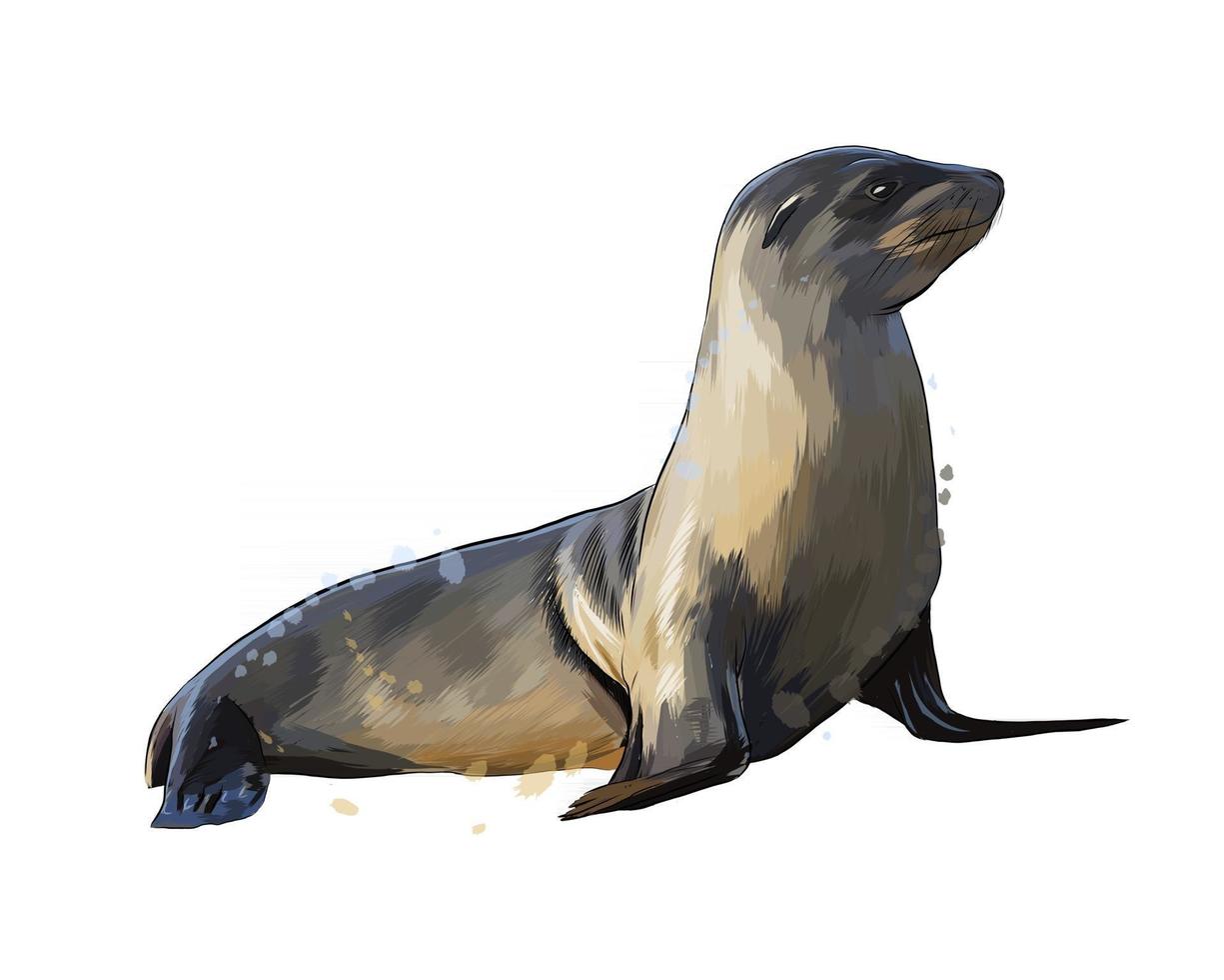 leão-marinho, selo de um toque de aquarela, desenho colorido, realista. ilustração vetorial de tintas vetor