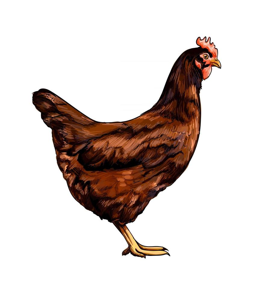 galinha marrom, frango de um toque de aquarela, desenho colorido, realista. ilustração vetorial de tintas vetor