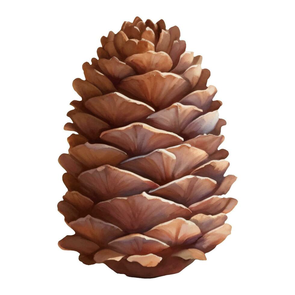 cedro pinho cone isolado mão desenhado pintura ilustração vetor