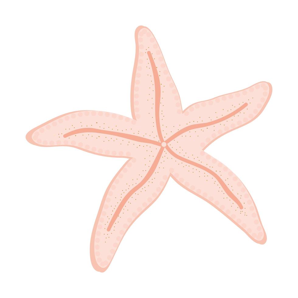 estrela do mar rosa isolada vetor