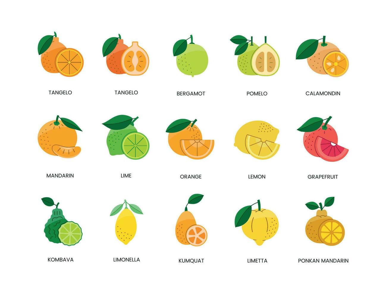 citrino frutas Comida alérgenos, ilustração conjunto dentro cor vetor, limão e laranja, Toranja e mandarim, Lima e bergamota, pomelo e calamondina, tangelo e kumquat, ponkan e limetta, kombava vetor