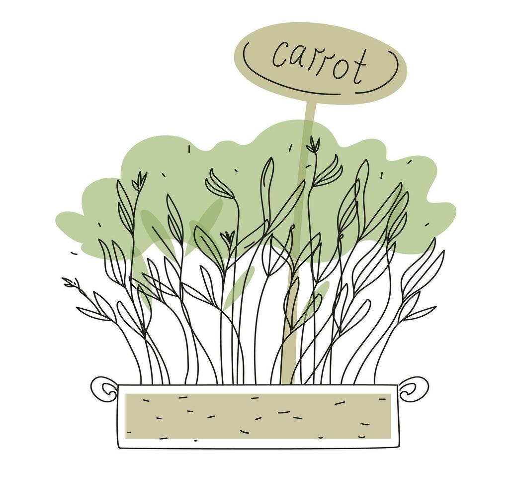 cenoura microgreens caixa rabisco vetor ilustração