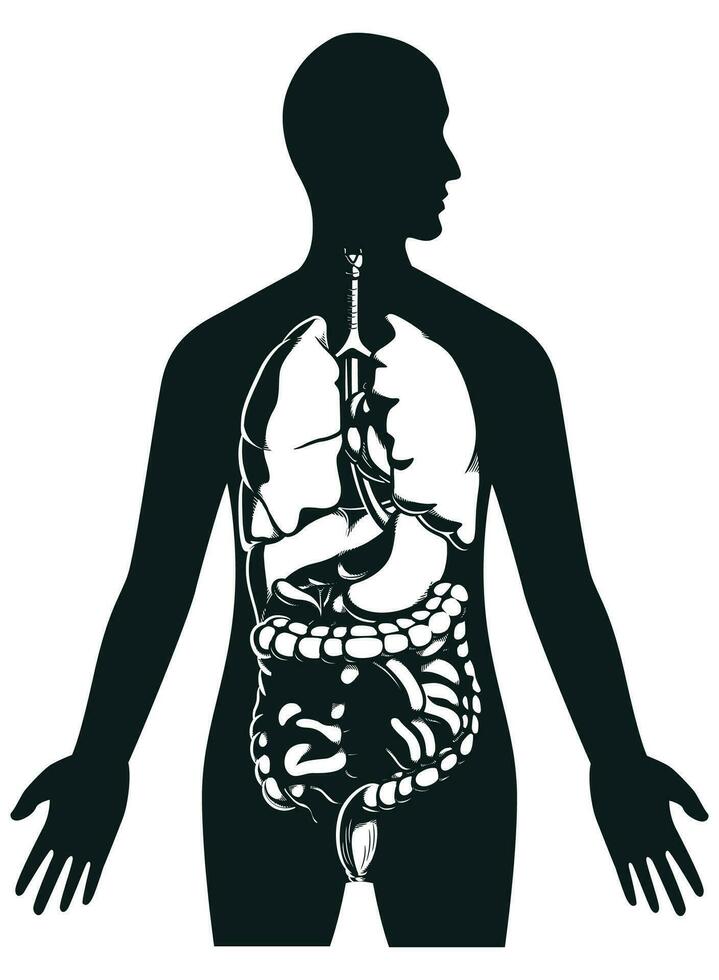 silhueta humano interno órgãos dentro corpo vetor