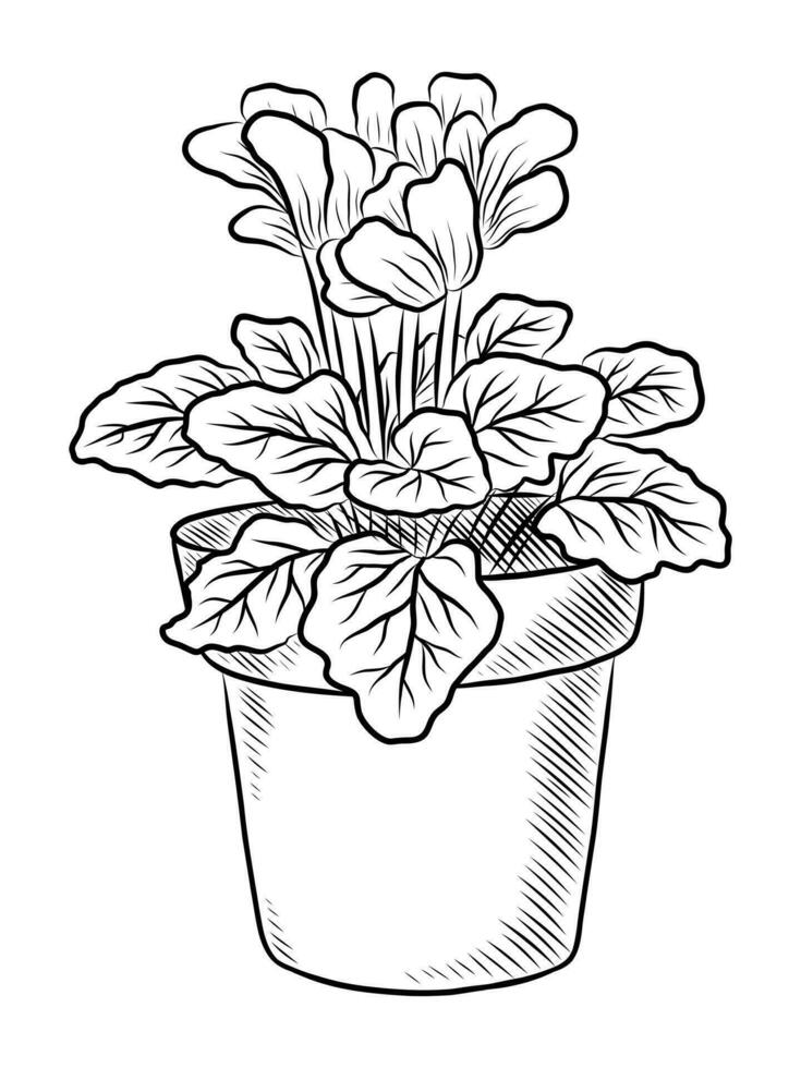 Preto vetor isolado em uma branco fundo rabisco ilustração do uma flor do ciclâmen dentro uma Panela