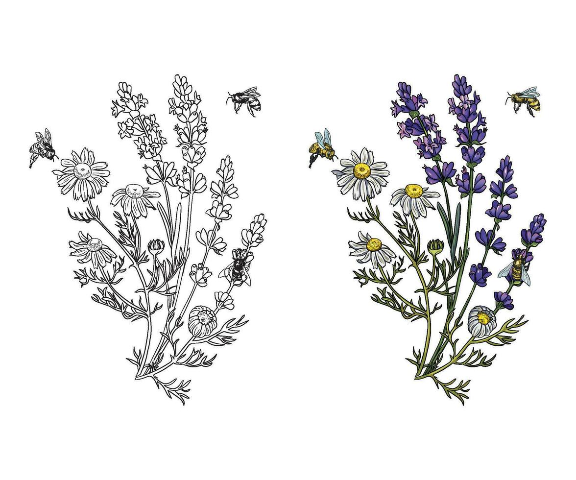 lavanda com abelha botânico vetor ilustração