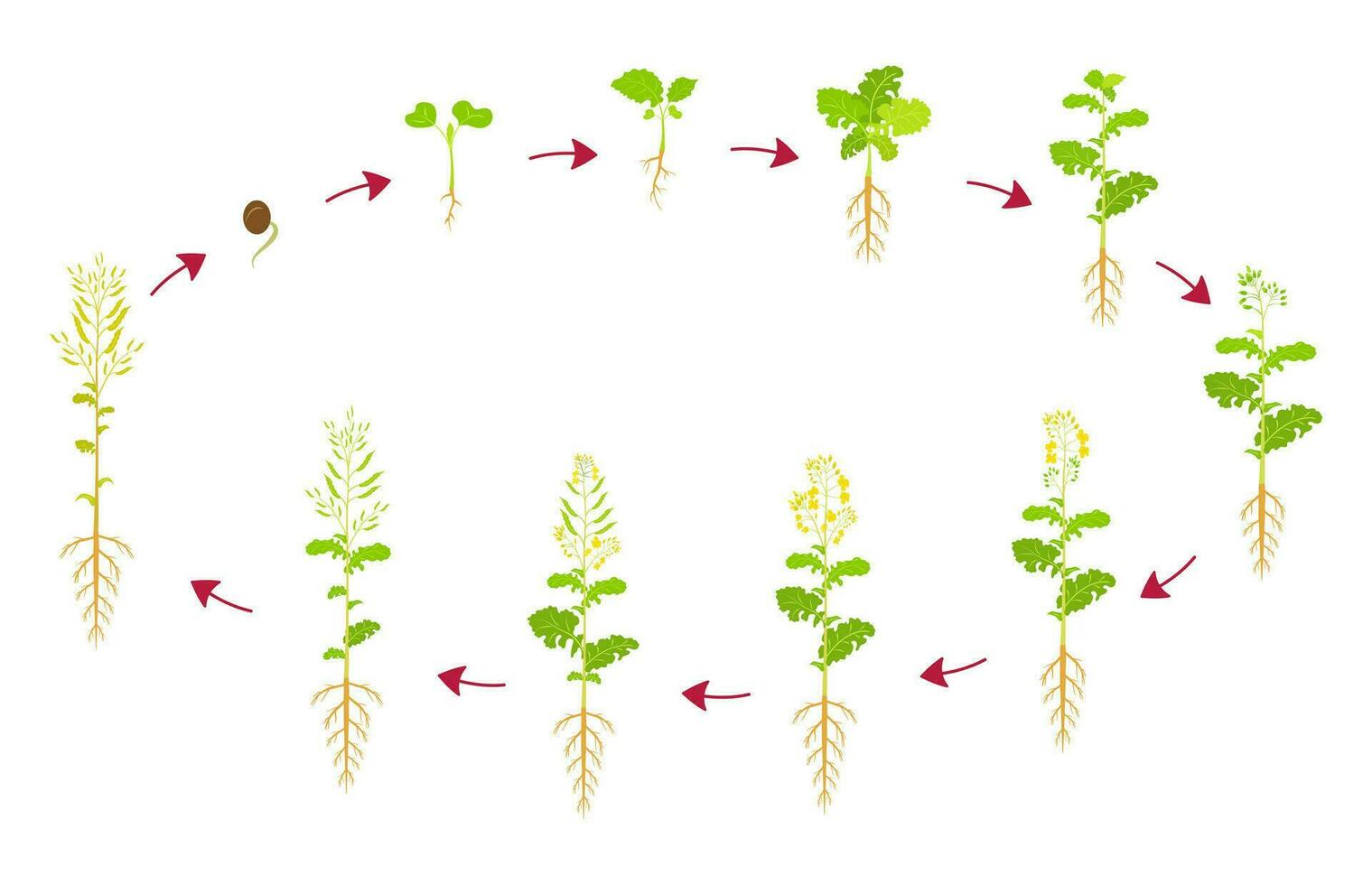 canola crescimento ciclo. desenvolvimento fases do colza estão a partir de semente para colheita. crescendo oleaginosa plantações. vetor