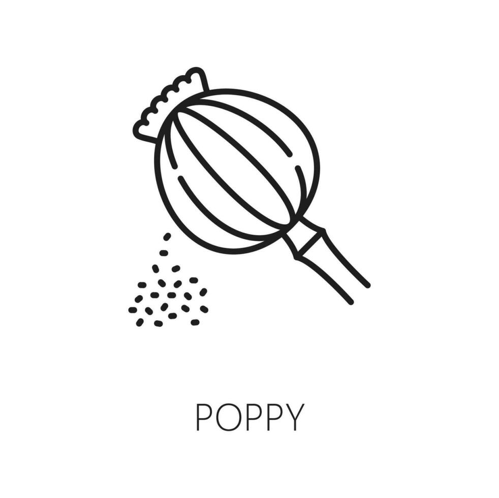 papoula sementes isolado esboço ícone, Papaver Projeto vetor