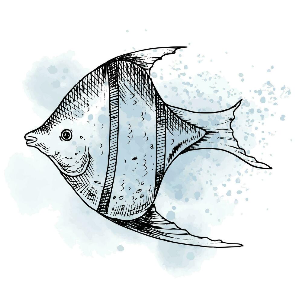 gráfico desenhando do peixe anjo com aguarela ver. mão desenhado ilustração do embaixo da agua mar peixe dentro esboço estilo em isolado fundo. esboço do marinho animal pintado de Preto tintas. oceano gravura. vetor