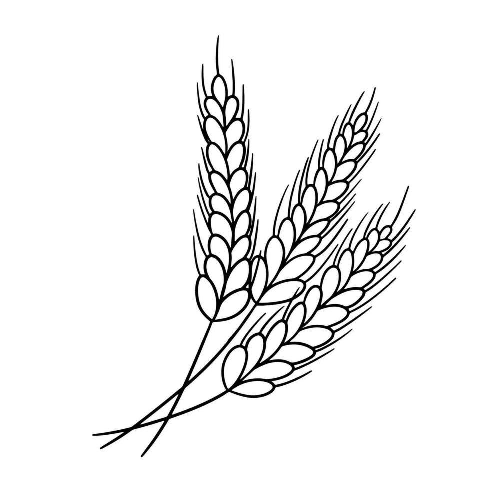 orelha do trigo, cevada ou centeio. vetor esboço ícone isolado em branco fundo. Cerveja símbolo