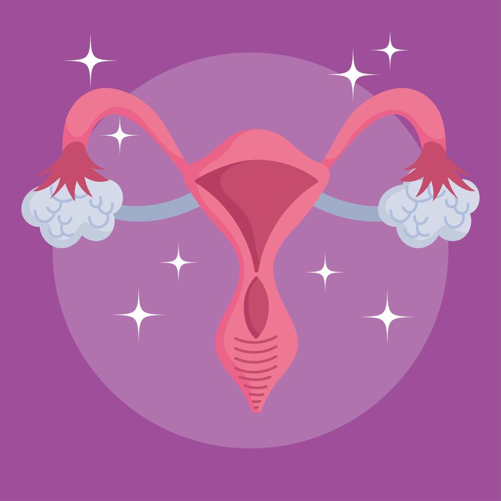 sistema reprodutivo feminino humano, órgão de esquema médico vetor