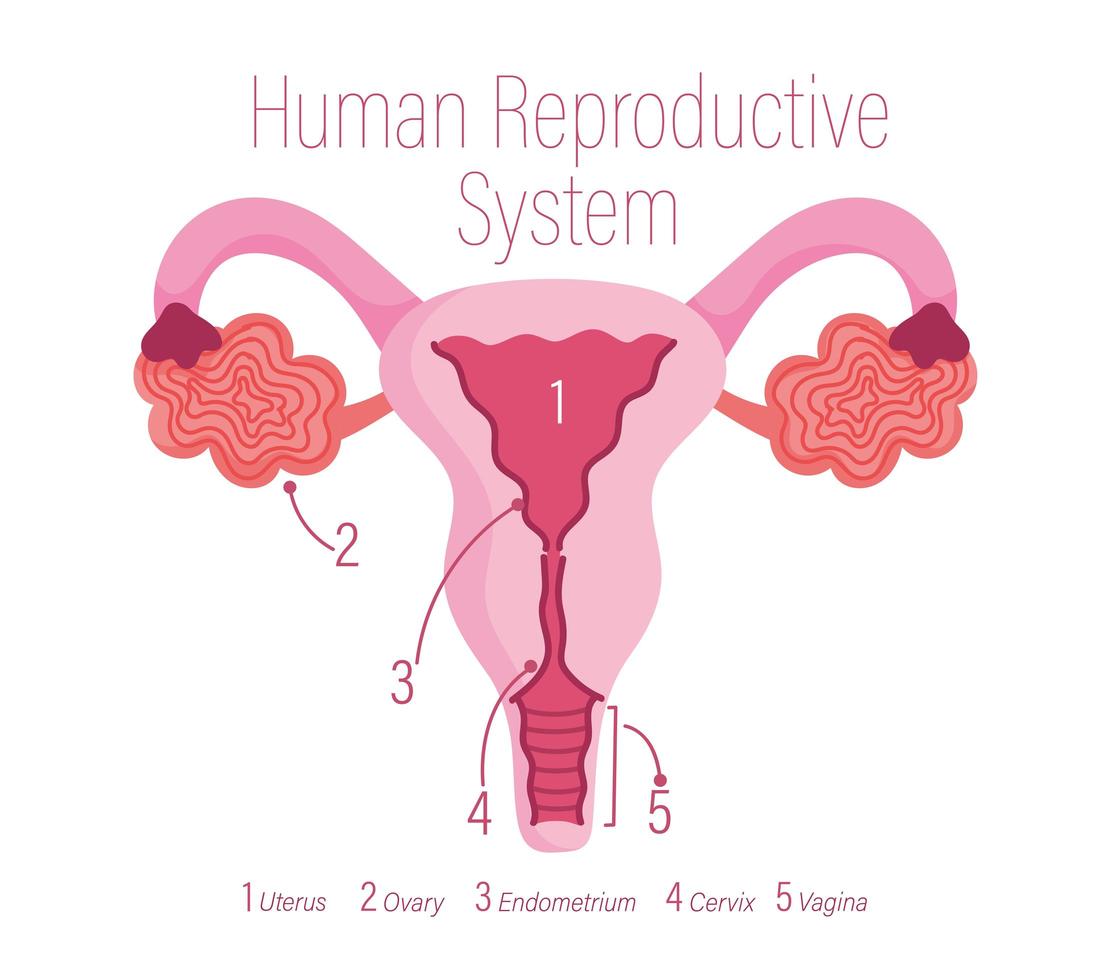 sistema reprodutivo feminino humano, órgão interno saudável vetor