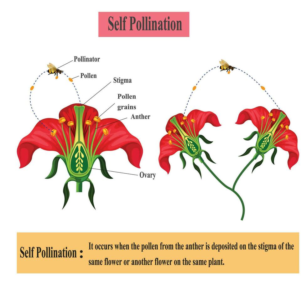 autopolinização. polinização do floração plantas esquema para biologia botânica lições, escola, faculdade. vetor